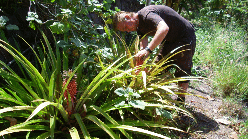Mann erntet eine Ananas in einem tropischen Garten.